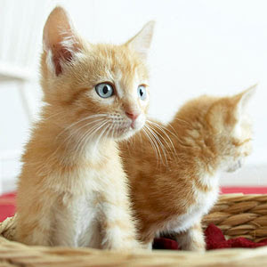 Finding Best Pet for Kids With Allergies