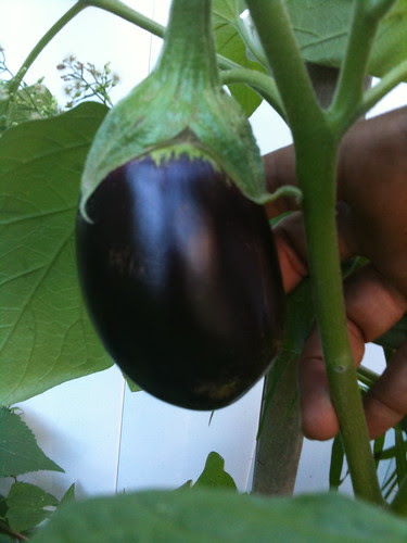 An eggplant on the vine