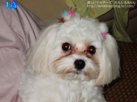 楽しいマルチーズ れもん かりん 涙やけ