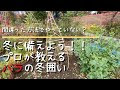 70以上 コキア 冬 囲い 118285