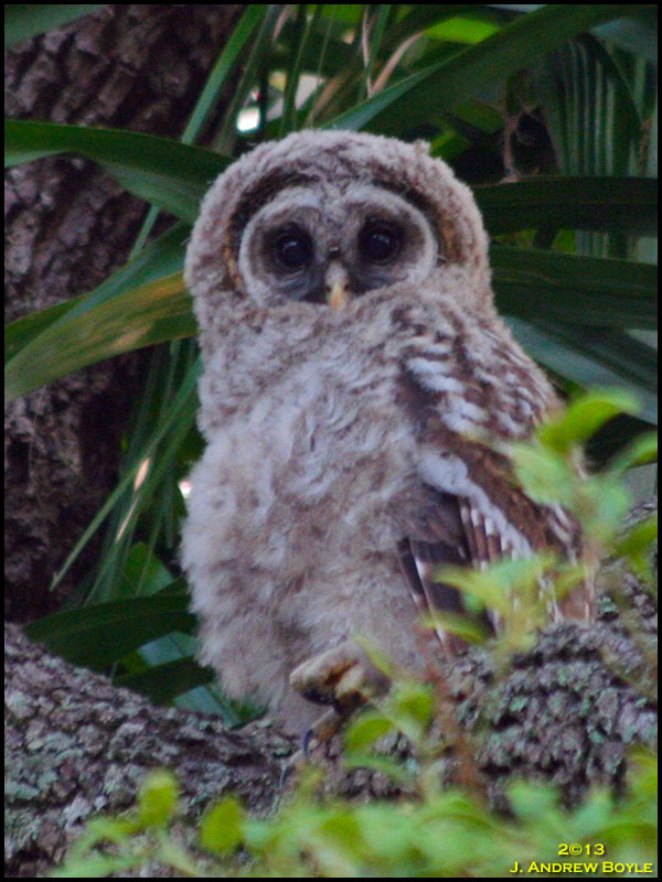 Barred Owl