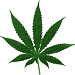 cannabis (marijuana) product or use