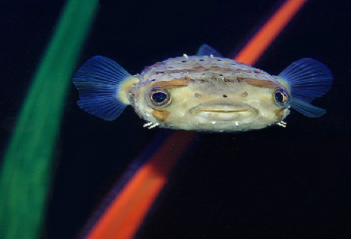 ハリセンボン飼育 価格はいくら 熱帯魚 淡水魚 海水魚の図鑑