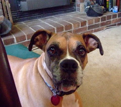Jessie