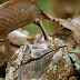 What Is The Name Of The Animal That Looks Like A Leaf