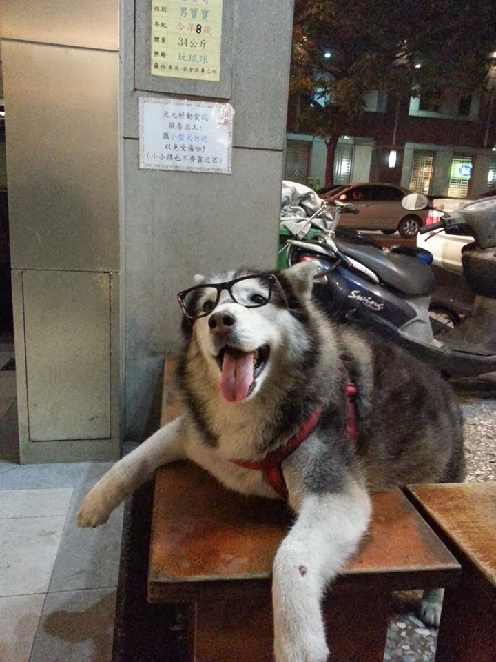 Cute dogs - part 5 (50 pics), cute fluffy husky dog wears glasses