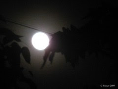 gazing moon