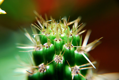 Cactus