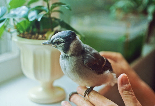 Lugwig the baby Blue Jay