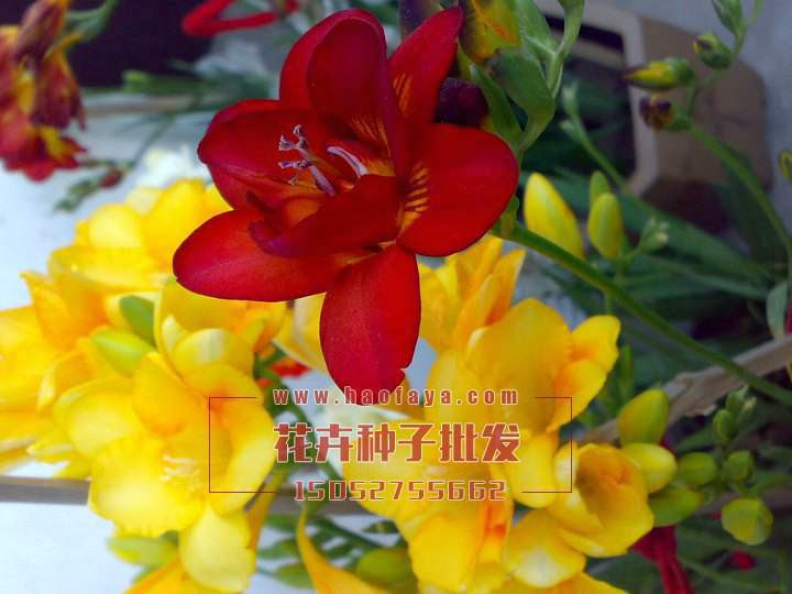 小苍兰种球 香雪兰 麦兰 姜花球根花卉 种植技术 销售价格