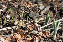 winter sprouts 018