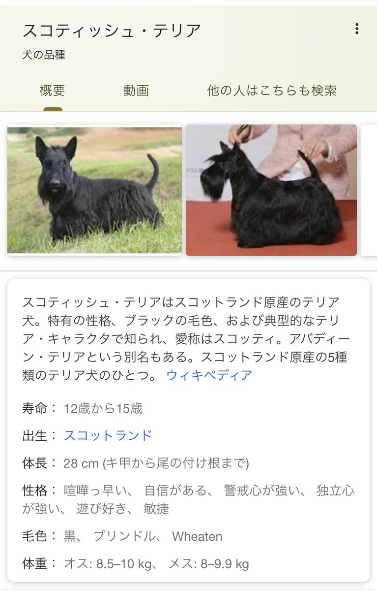 妨げになってない 運転席窓から顔出す犬 にレッドカード 愛犬2匹と墓参りに来ていた51歳男逮捕 北海道ニュースuhb Yahoo ニュースほかスコティッシュテリアまとめ スコティッシュテリア ミックスについても 掘り下げマン