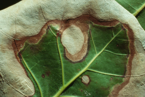 How Much Daconil Do You Use to a Gallon of Water?