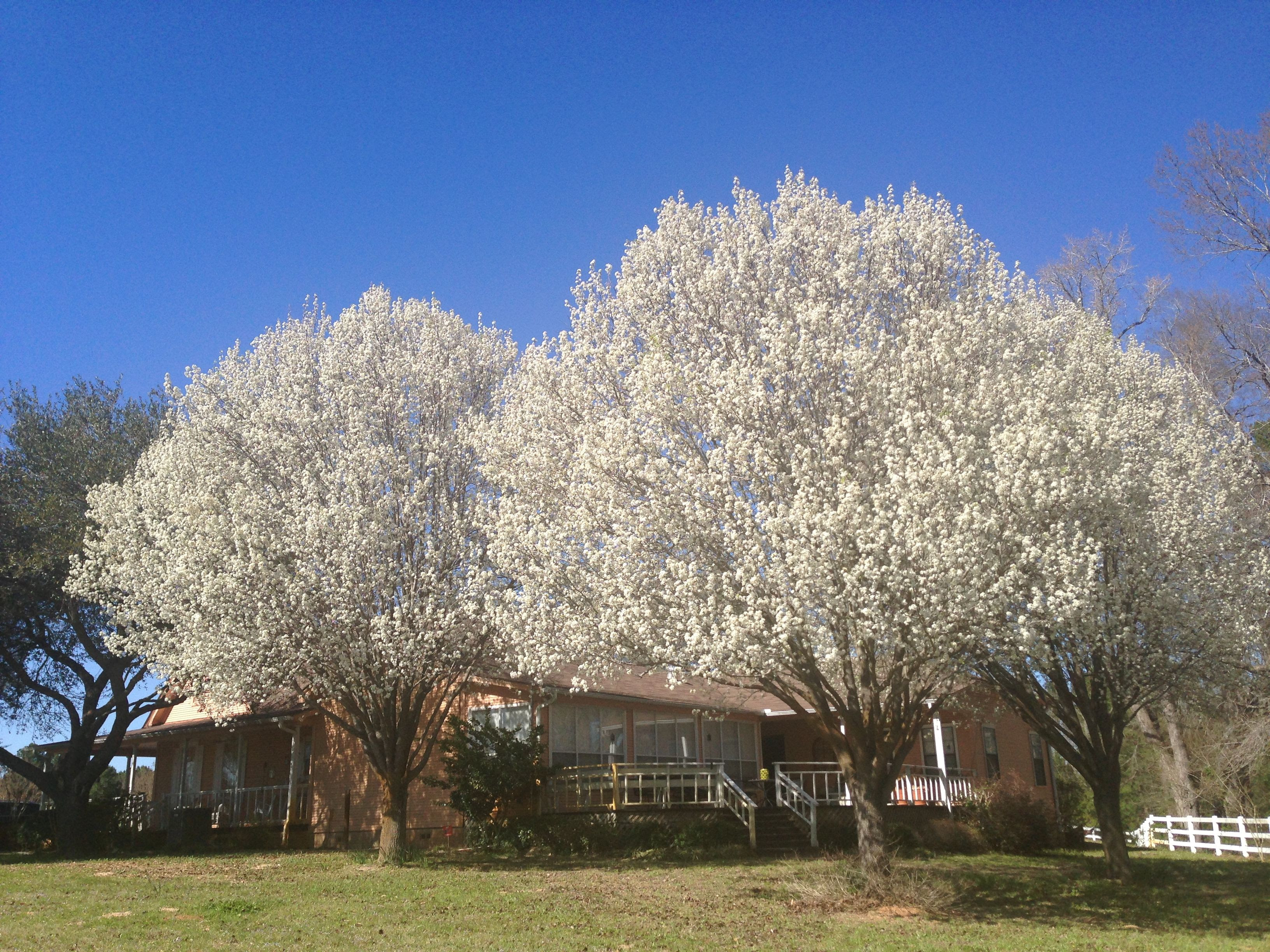 Fruitless Pear Trees  FAVORITE FLOWERS  Pinterest