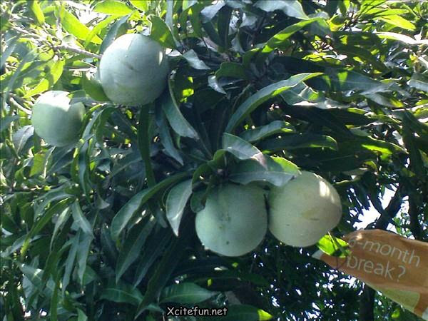 Types Of Mango  King of Fruit