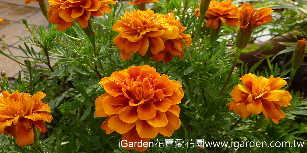 第714回花謎擂台 | iGarden花寶愛花園