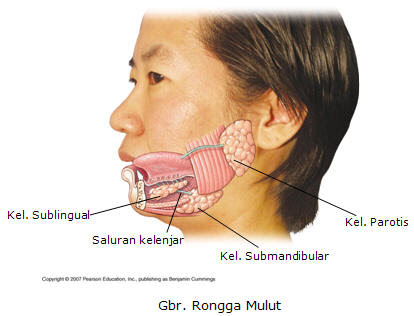 rongga-mulut