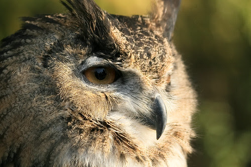 Eurasian Eagle-owl (Bubo bubo)