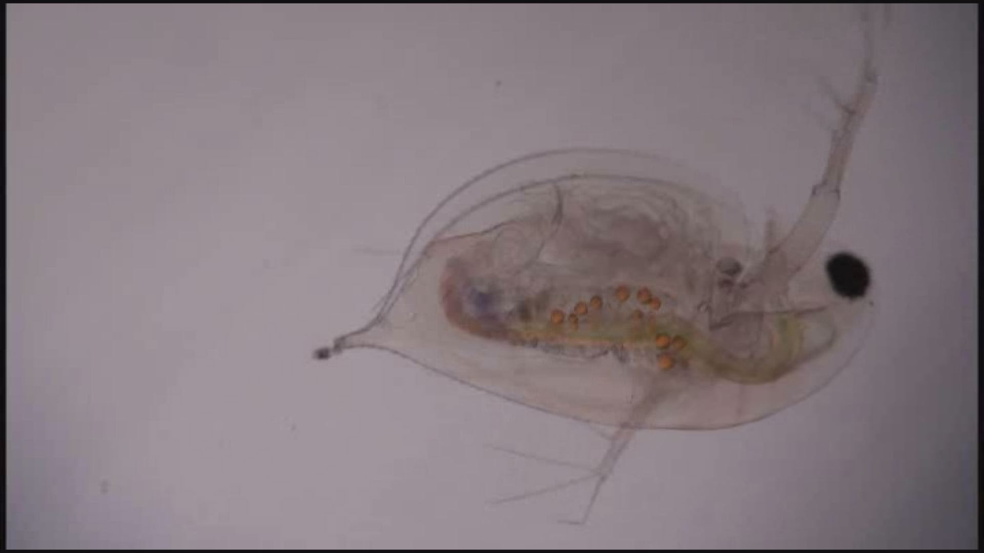 5年 4巻 メダカのたんじょう 水の中の小さな生物 生命のつながり パンドラ