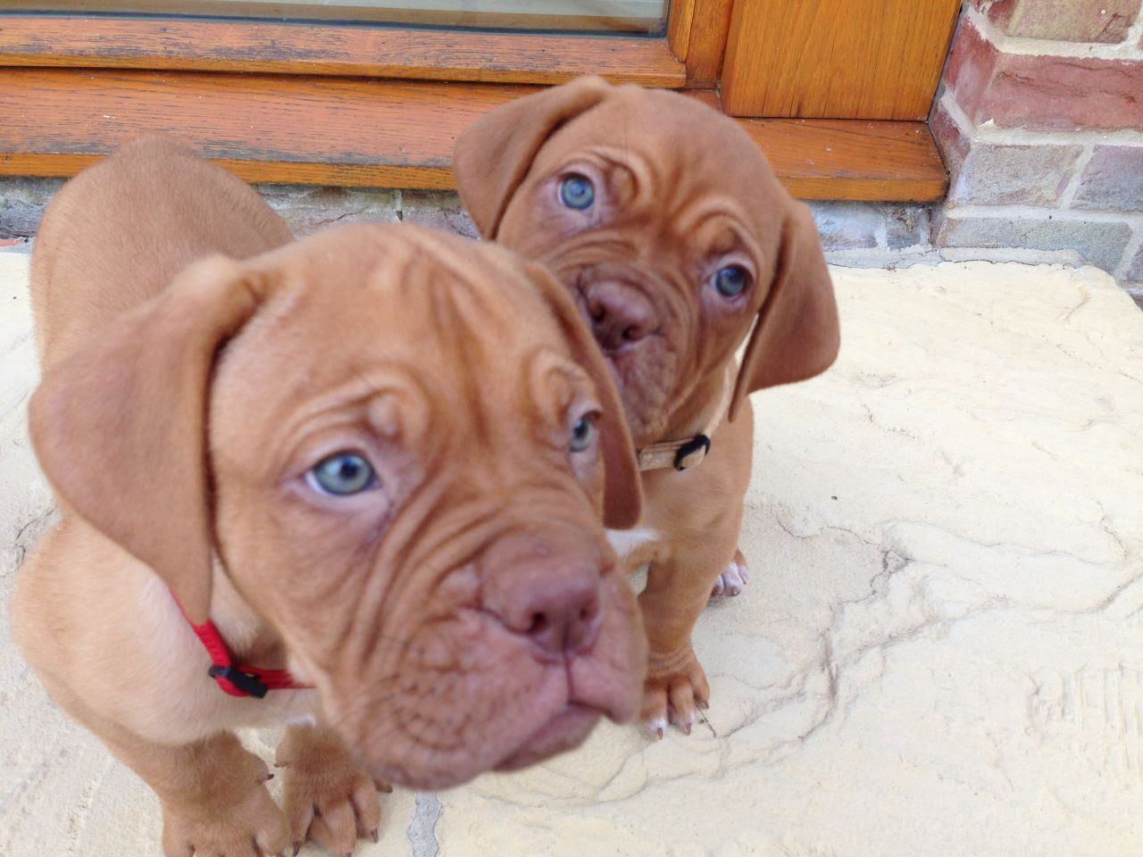 Dogue De Bordeaux Dog Info, Temperament, Puppies, Training, Pictures