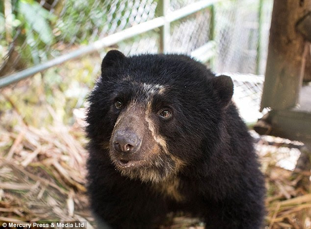 Rare sight: The Andean Spectacled Bear is on the list of critically-endangered species