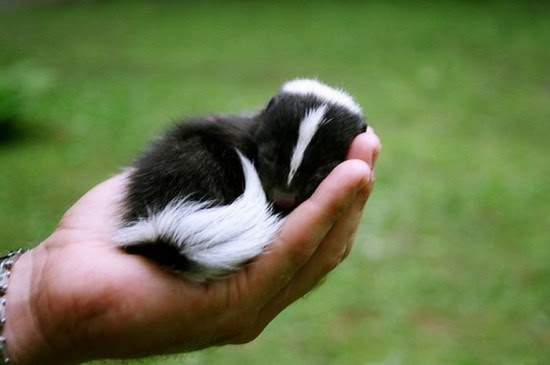 flibble