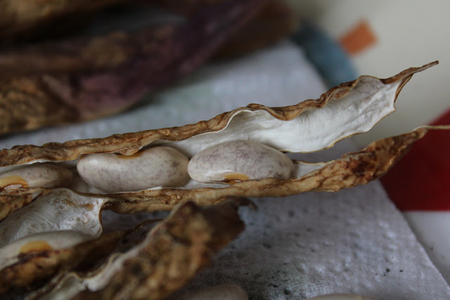 drying bean pods
