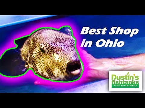 Video Best Pet Supplies Fish Supplies Aquarium Stands For Sale