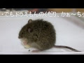 √100以上 鼠 かわいい 335325-ネズミかわいい