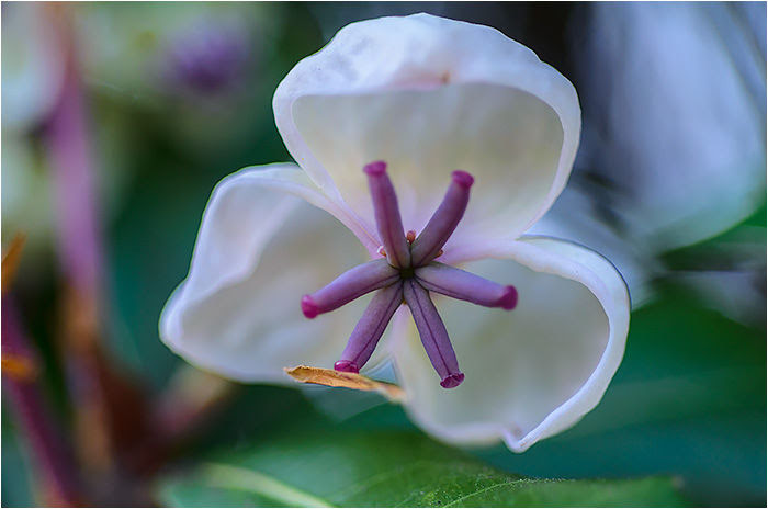 アケビ ウーチャンの花暦