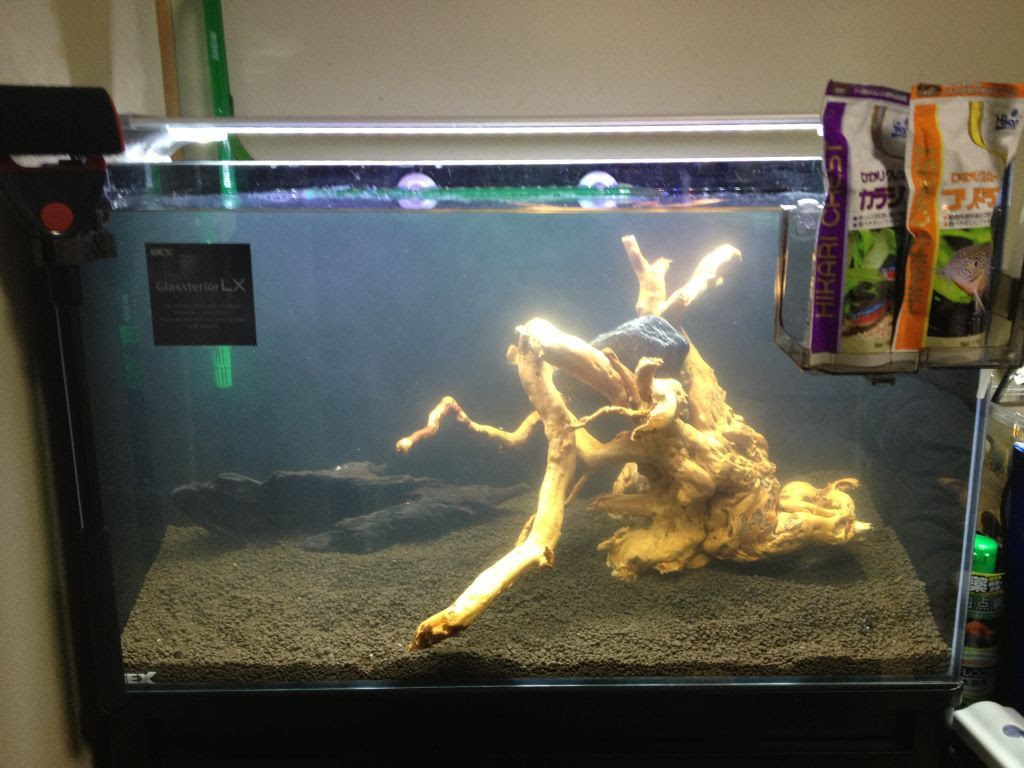 水槽セッティング 流木が中々沈まない 水槽立ち上げ 流木