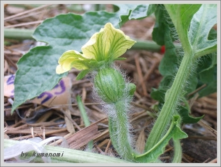 陶芸アトリエ高瀬川 スイカの人工受粉