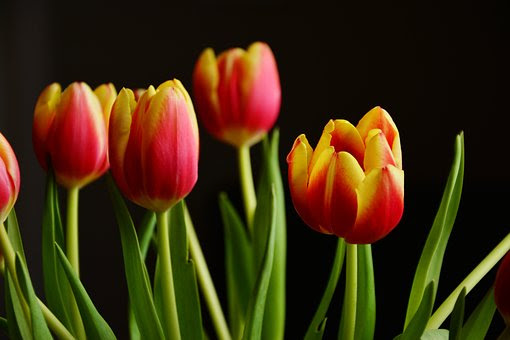 チューリップの花が終わった後のお手入れの仕方 植物navi