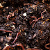 Are Worms Good For Your Garden