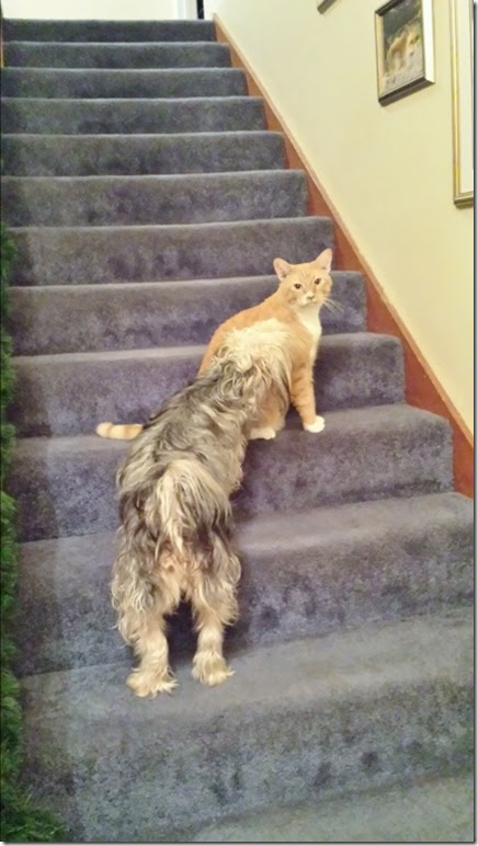 cats and dogs (450x800)