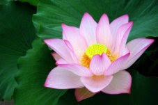 仏教語 蓮 流山市 円東寺