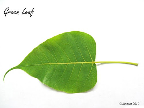 Green leaf