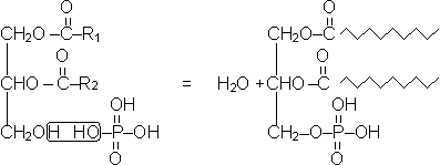 Строение мембран