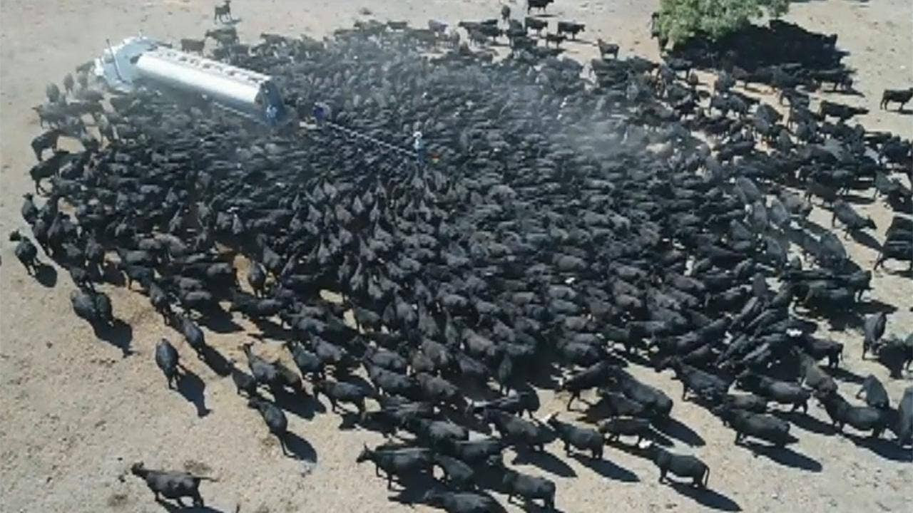 Resultado de imagen de Hundreds of Cattle Swarm Water Truck in Drought-Stricken Australia