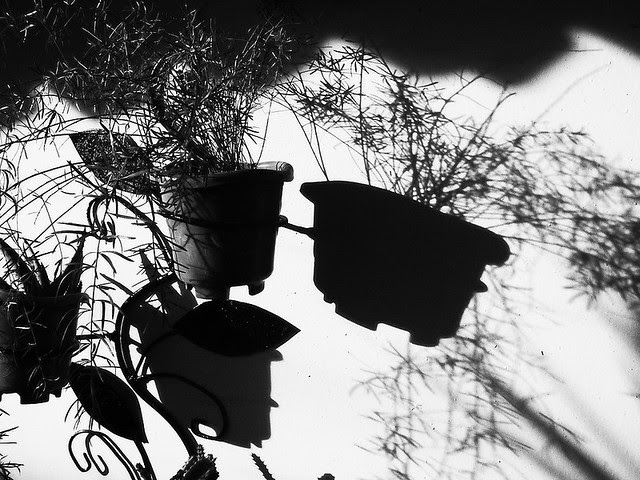 Planta