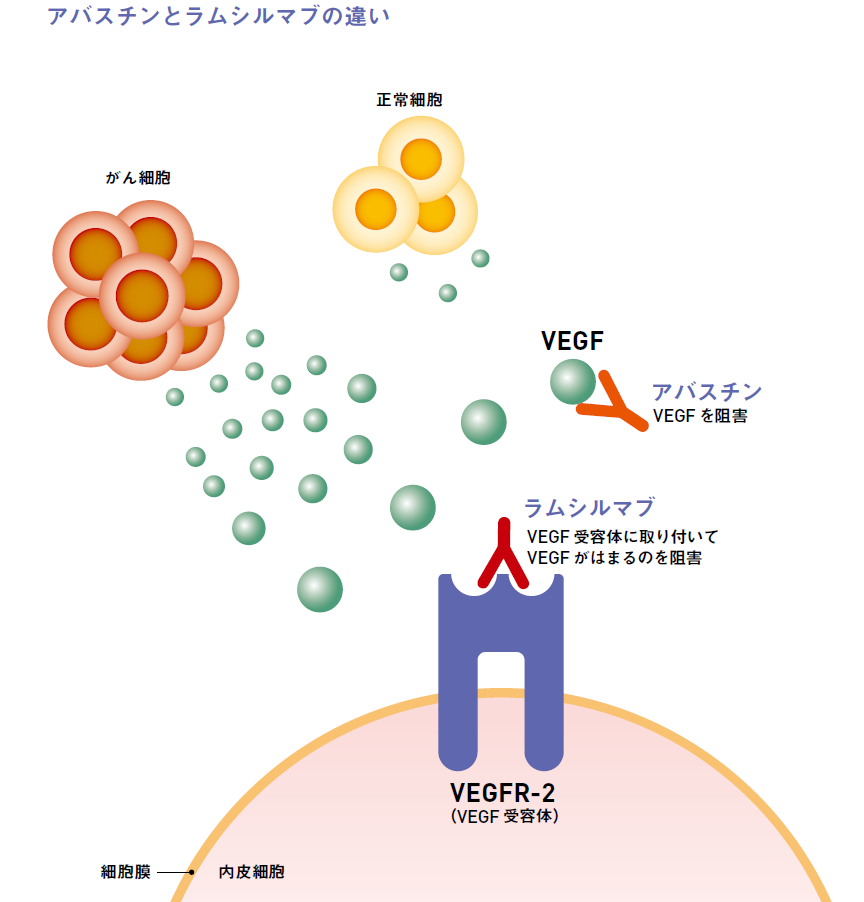 アバスチン サイラムザ そしてザルトラップ 3つの血管新生阻害剤 Vegf阻害剤 の違いを3つのがん種別にまとめてみた がん情報サイト オンコロ