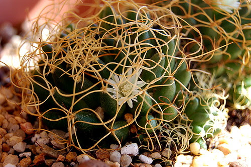 Mammillaria decipiens subp. camptotricha