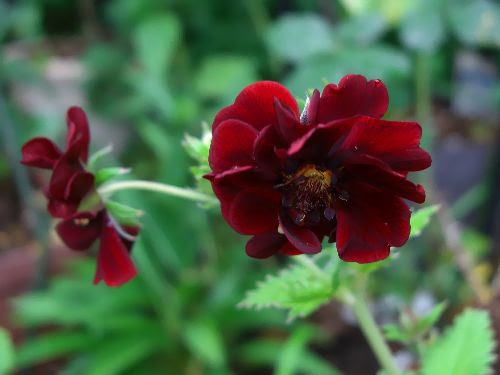 いちごそっくりの草姿 ポテンティラ Mariのイーハトーブ 花めっせーじ