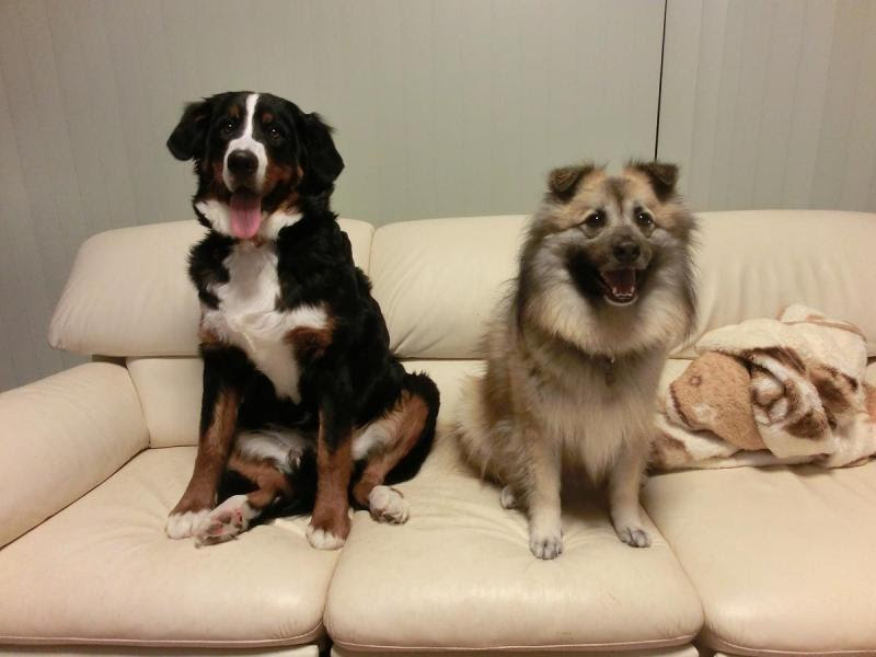 犬達との爆笑生活 O 雑種犬ポットの大活躍 するかもね M 大型犬ﾊﾞｰﾆｰｽﾞがやって来たーー 1 21で10歳になったらしい