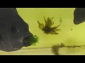 画像 グレ 釣り 餌 305754-ぐれ釣り餌工夫