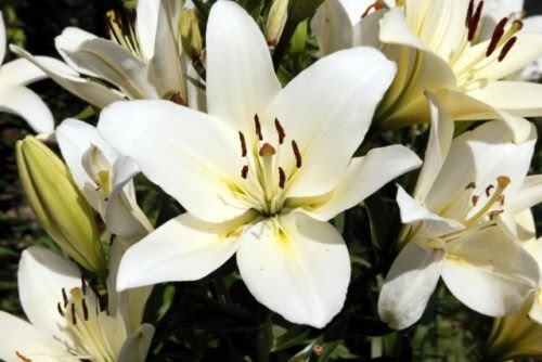 ユリの花粉が手について落ちない 効果的な落とし方は En Casa