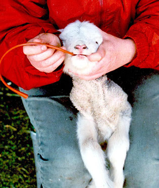 Tube Feeding Neonatal Small Ruminants An Essential Skill For Sheep And Goat Farmers Whatcom Ag Monthly Washington State University