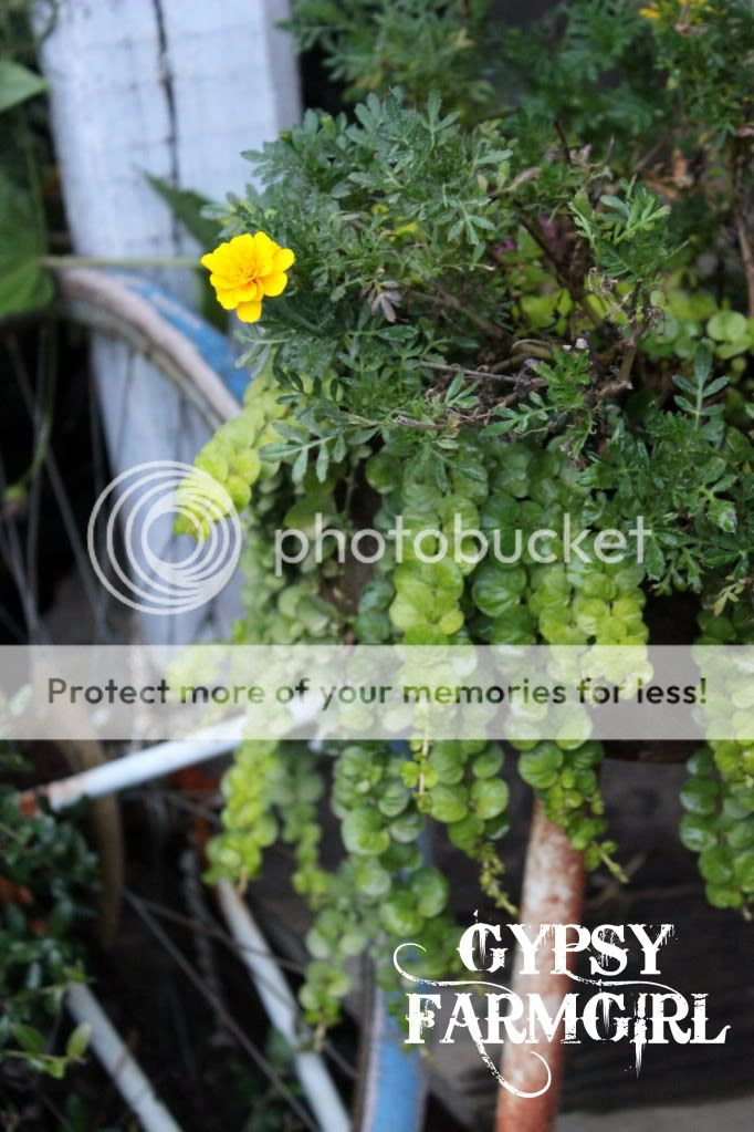 vintage bicycle with creeping jenny