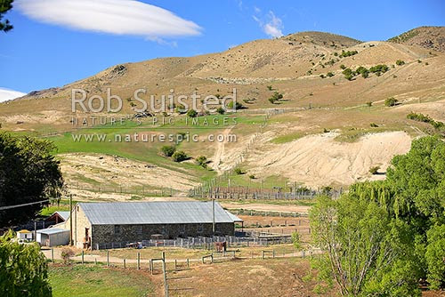 Old historic Kawarau Station woolshed - stonework farm ...