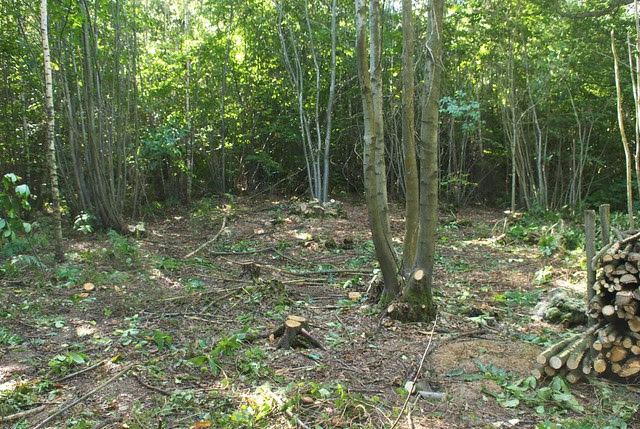 DSC_7081 coppicing in woodland